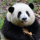 路过的一只