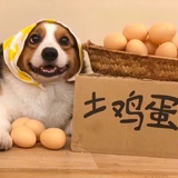 西瓜🍉