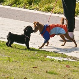 一闪一闪亮晶晶