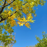 大王叫我来巡山