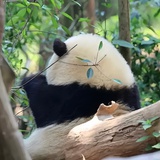 英明神武