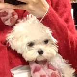 Loli
