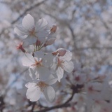 桂花龙井