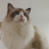 欣然名猫舍
