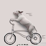 两只白袜1