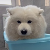 肉松贝贝