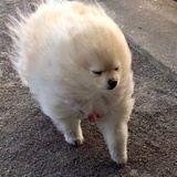 某师傅