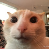 大树下