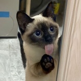 衬衫爱猫猫
