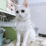 小庆幸有三只猫