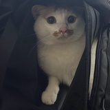拎