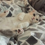 呆瓜脑袋