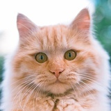 猫真好
