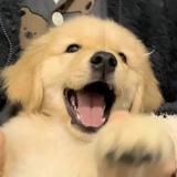 没干嘛呀