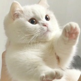 菜头丸