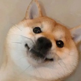安澜妹妹