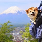阿拉斯加