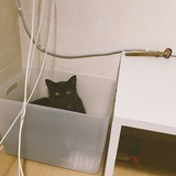 怀抱下的猫