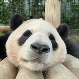 Amber_Zhang