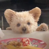 穿墙猫