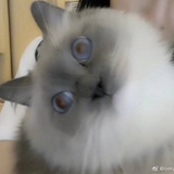 闲的要死的阿澈