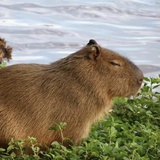 卡皮巴拉啦能量