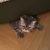 鱼鱼