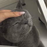 哈球好猫猫