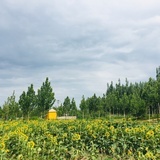 清汤面加鸡蛋