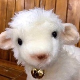 要看可爱小羊吗