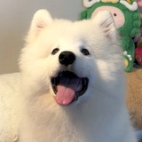 像素杀手猫