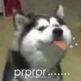 酒酿萝卜皮