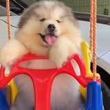 苏三起解