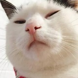 失了智