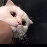 哈哈精