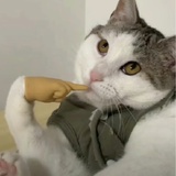排骨