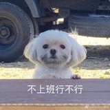 狗蛋
