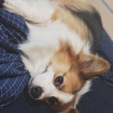 我迷了鹿