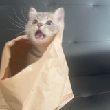 洛杉矶小恐龙