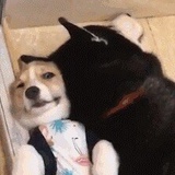 苦瓜