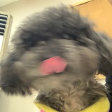 谢安琪