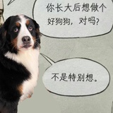 转生成为伯恩山