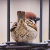 掉帧麻雀