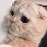 噜啦啦