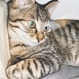 Niki