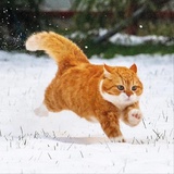 Ouest chat