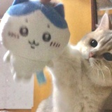 地瓜