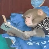 弯月猕猴