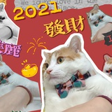 普罗夫迪夫的猫