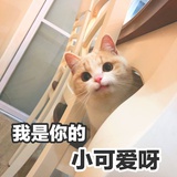 无知的小吴